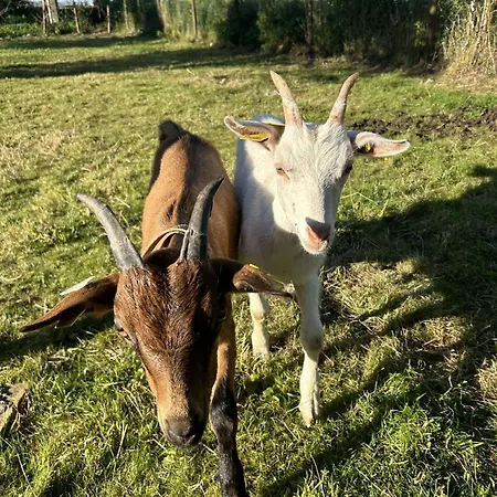 O Coeur Des Monts Et Merveilles منزل ريفي Wormhout